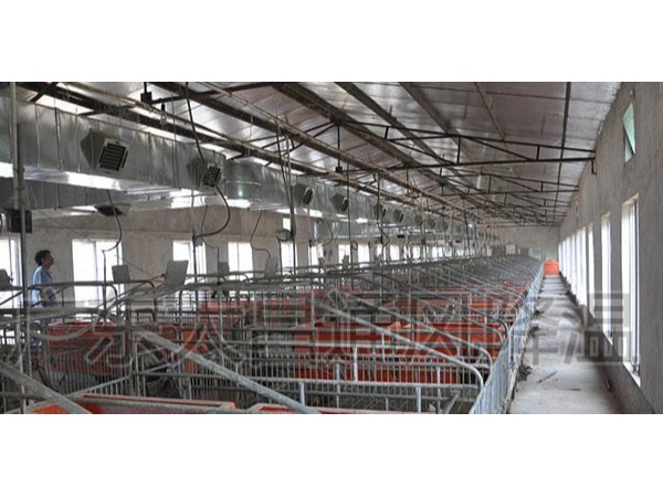 潤東方環(huán)?？照{(diào)廠家為您解析溫度對(duì)豬的重要性